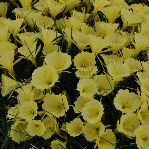 Narcissus bulbocodium conspicuus - Click Image to Close